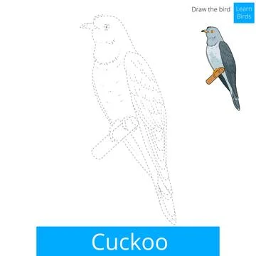 Cuckoo bird learn to draw vector Stock Illustration