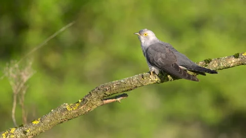 Cuckoo Calling in meadow Stock-Footage 297572423