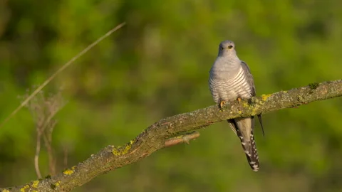 Cuckoo calling in meadow Stock-Footage 297577262