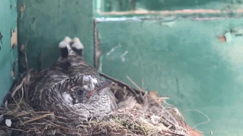 Cuckoo Chick in Nest on Windowsill – Brood Parasitism Concept Stock-Footage 332604827