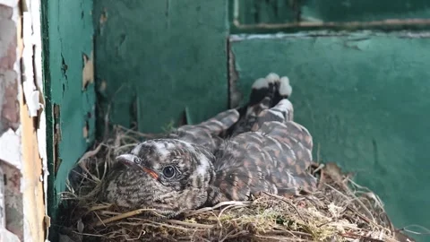 Cuckoo Chick in Nest on Windowsill – Brood Parasitism Concept Stock-Footage 332604896