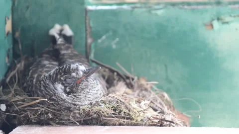 Cuckoo Chick in Nest on Windowsill – Brood Parasitism Concept Stock-Footage 332604908
