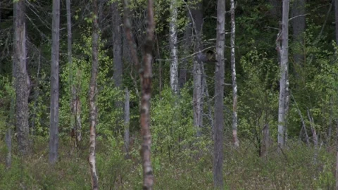The cuckoo is crowing in the tree Stockbeeldmateriaal 346125787