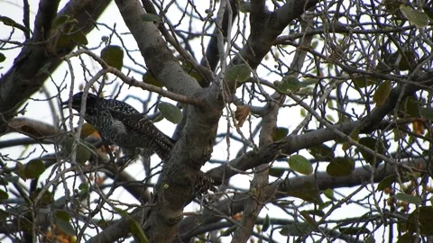 Cuckoo (Cuculus Canorus) Bird Sitting In Tree Stock Footage 218971924