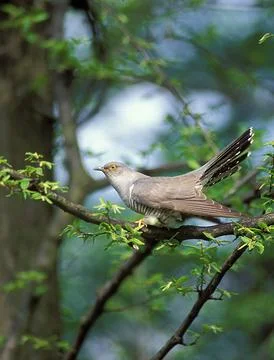 Cuckoo (Cuculus canorus) Cuculo Stock Photos