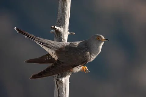 Cuckoo (Cuculus canorus) cuculo Stock Photos