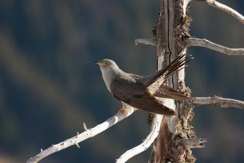 Cuckoo (Cuculus canorus) cuculo Stock Photos