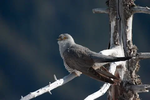 Cuckoo (Cuculus canorus) cuculo Stock Photos