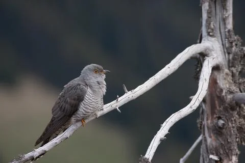 Cuckoo (Cuculus canorus) cuculo Stock Photos