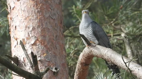 Cuckoo (Cuculus Canorus) Male Calling Video stock 239995334