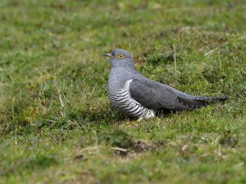 Cuckoo, Cuculus canorus Stock-Fotos