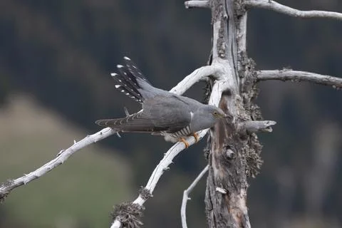 Cuckoo (Cuculus canorus) Stock Photos