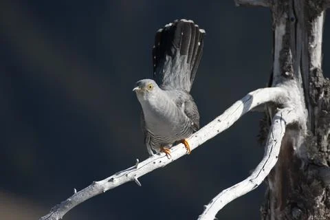 Cuckoo (Cuculus canorus) Stock Photos