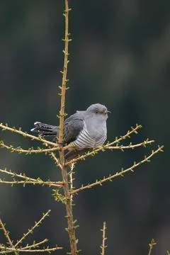 Cuckoo (Cuculus canorus) Stock Photos