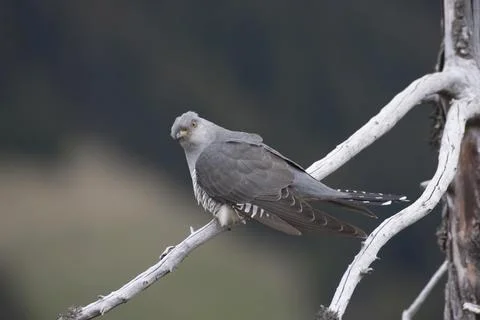 Cuckoo (Cuculus canorus) Stock Photos