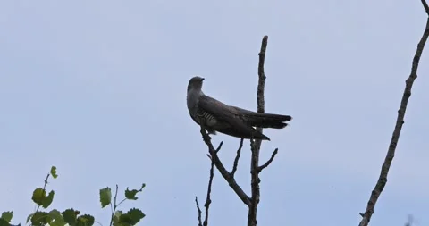 Cuckoo Cuculus Canorus in slow motion Stock Footage 276107168