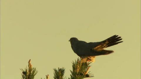 Cuckoo ( Cuculus Canorus) Vocal atop of Pine tree Video stock 155249627