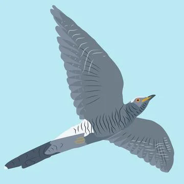 Cuckoo in flight against a blue sky Stock Illustration