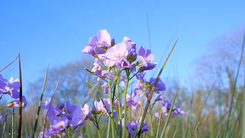 Cuckoo Flower Stock Footage 98161370