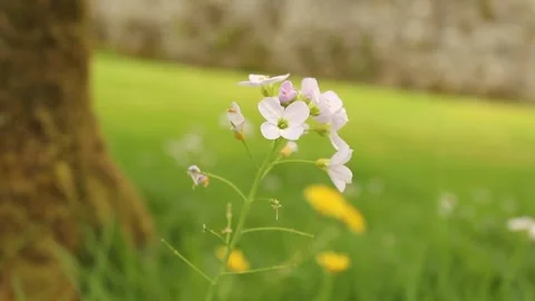 Cuckoo Flower Stock Footage 240657863