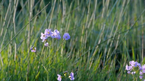 Cuckoo Flower in Meadow Stock Footage 98159330