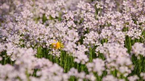 Cuckoo flowers Stock Footage 4280487