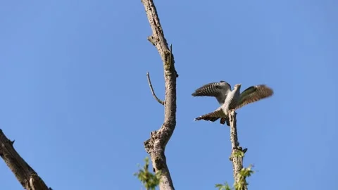 Cuckoo flying to perch then flying off Stock-Footage 323725587