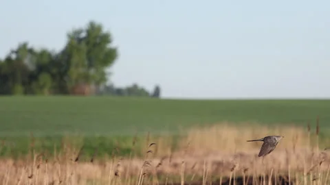 Cuckoo flying slow motion on a spring morning Stock Footage 150654761