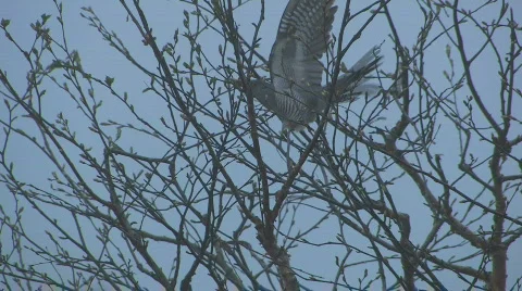 CUCKOO Video stock 695013