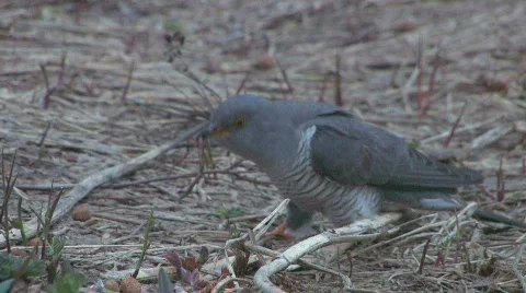 CUCKOO Stockbeeldmateriaal 695904