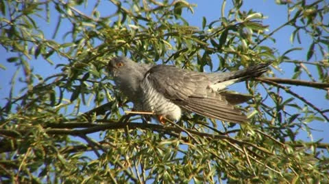 Cuckoo Video stock 18184278