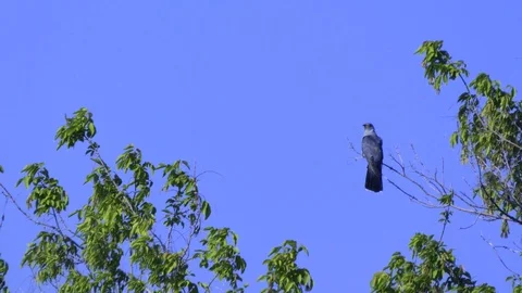 Cuckoo Stock Footage 109696235