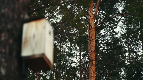 Cuckoo Hanging in the Woods Stock-Footage 60989680