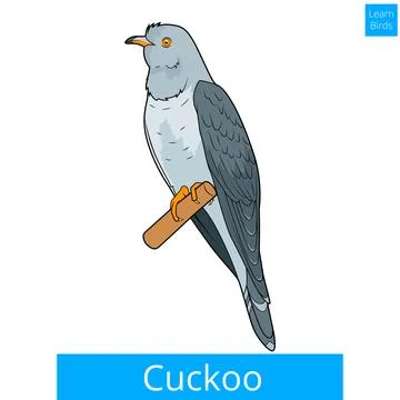 Cuckoo learn birds educational game vector Stock Illustration