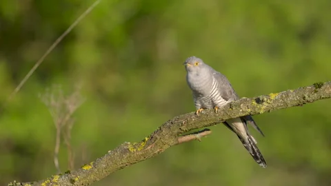 Cuckoo Male CALLING Video stock 297577519