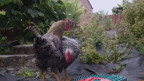 Cuckoo of Malines roosters peacefully foraging and grazing in domestic garden Stock Footage 344300866