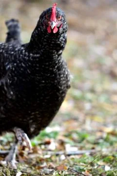 Cuckoo Marans Stock Photos