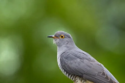 Cuckoo Foto stock