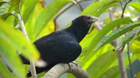 Cuckoo Portrait Video 動画素材 304565281