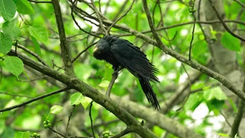 Cuckoo Portrait Video Stock Footage 304789424