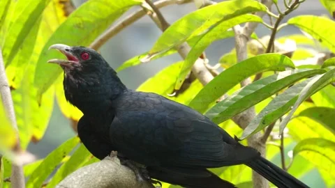 Cuckoo Portrait Video Slow Motion 動画素材 304563995