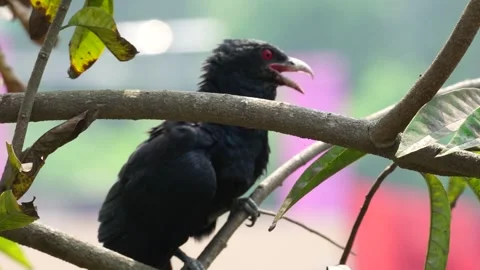 Cuckoo Portrait Video slowmotion Stock Footage 304563309