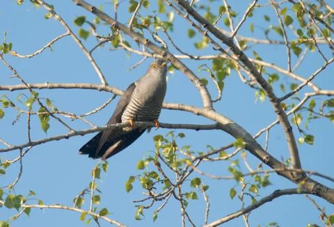 A cuckoo sits on a tree in spring Stock Photos