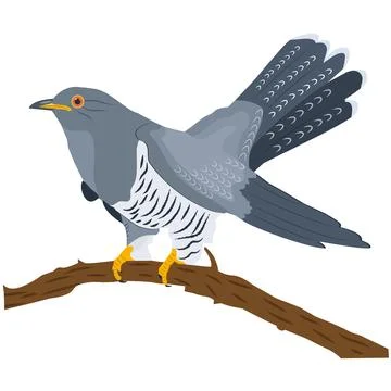 Cuckoo sitting on a branch Stock Illustration