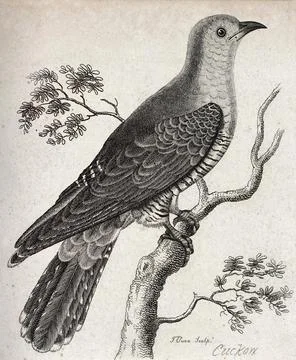 A cuckoo sitting on a branch of a tree. Etching by T. Owen. Illustrazione stock