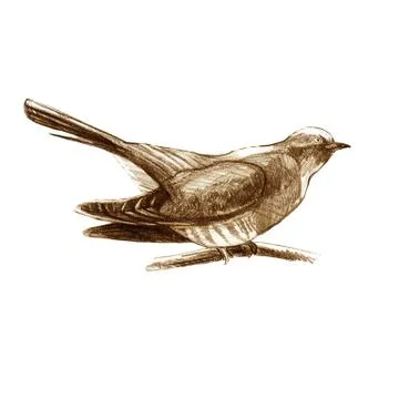 Cuckoo. Sitting forest bird drawn with brown pencil. Sepia. Stock Illustration