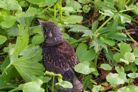 Cuckoo sitting in the grass Stock Photos