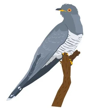 Cuckoo sitting on a vertical branch Stock Illustration