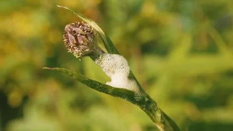 Cuckoo spit on a plant stem 4K Stock footage Vídeo Stock 312034501