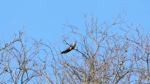 Cuckoo in a tree and flies off, Foxearth Meadows, Essex, UK Stock Footage 340199882